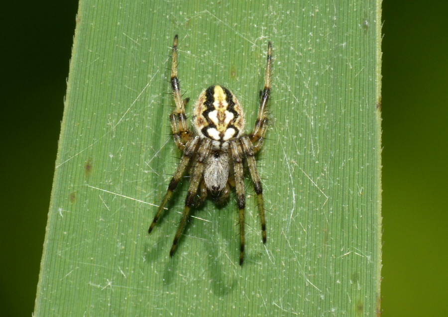 Cyrtarachne ixoides....dell''Elba??
